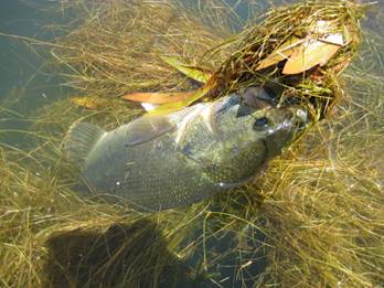 Frogs Grass and Bass